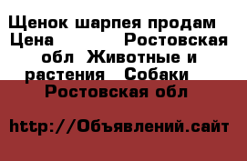 Щенок шарпея продам › Цена ­ 6 000 - Ростовская обл. Животные и растения » Собаки   . Ростовская обл.